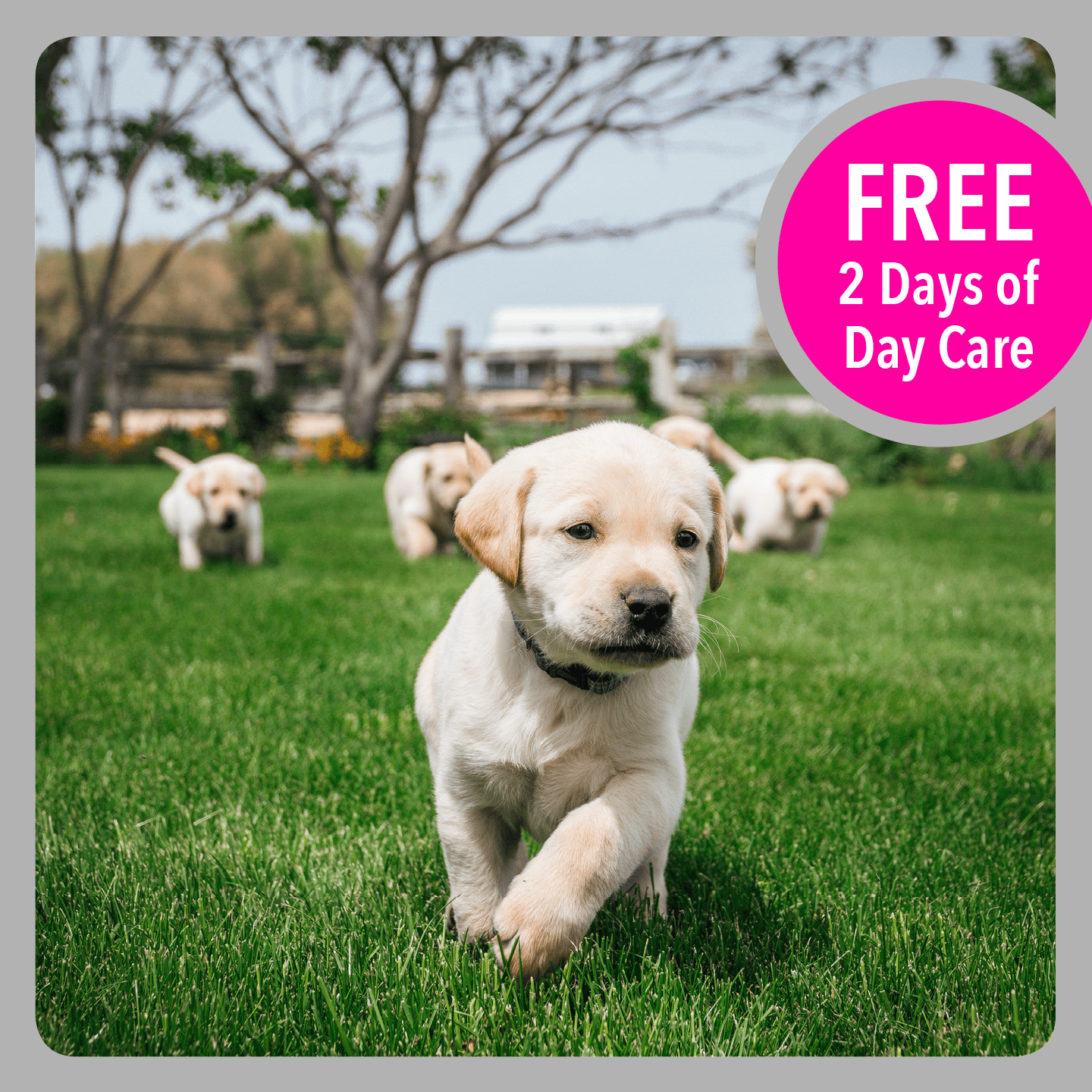 Doggie Day Care Gift Card